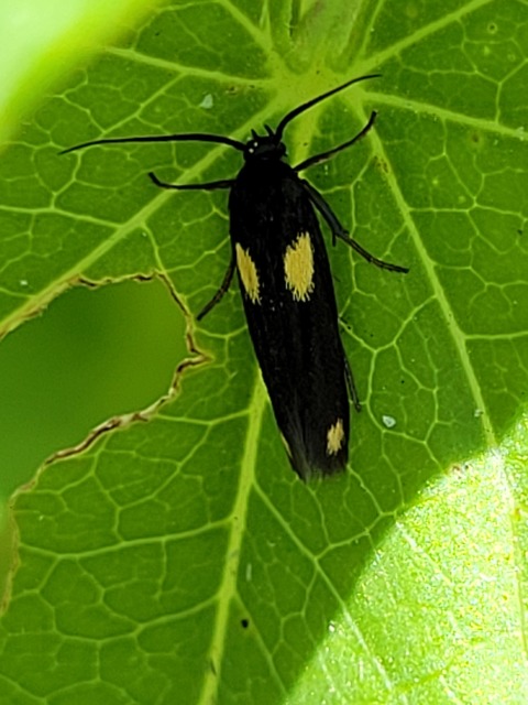 Scythris sinensis - aranyfarú zöldmoly