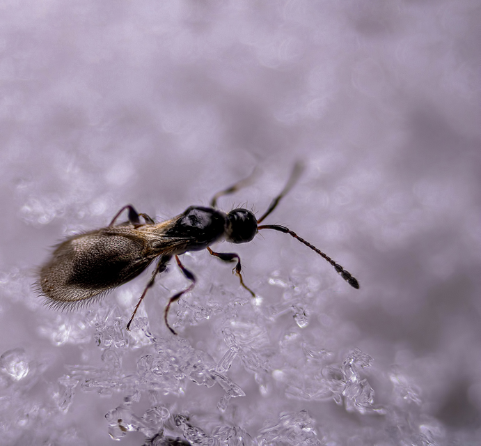 Hymenoptera - Hártyásszárnyúak