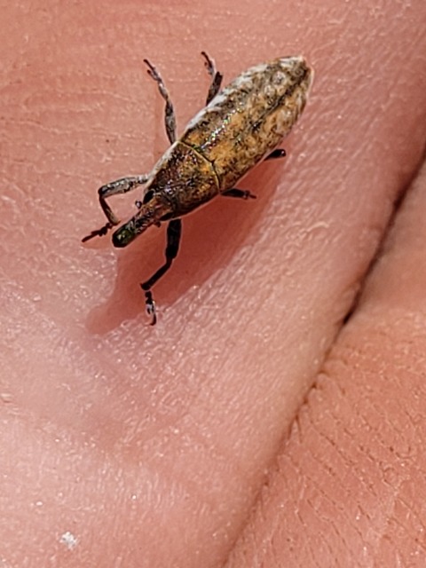 Lixus subtilis - disznóparéj-dudvabarkó