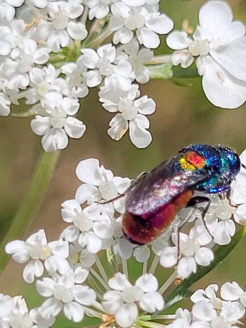 Chrysis scutellaris - aranypajzsú fémdarázs