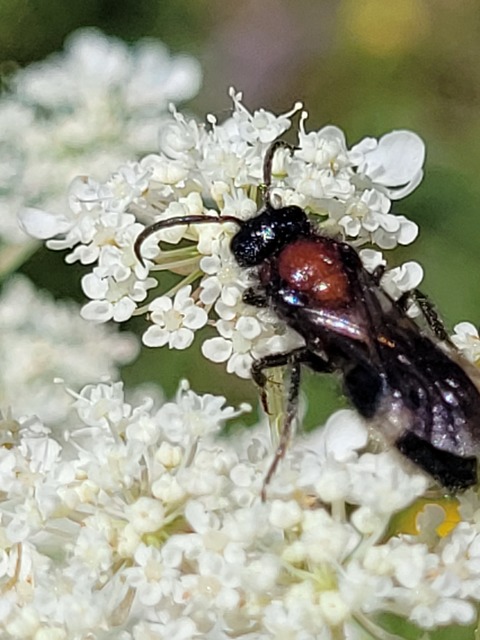 Mutillidae - hangyadarazsak
