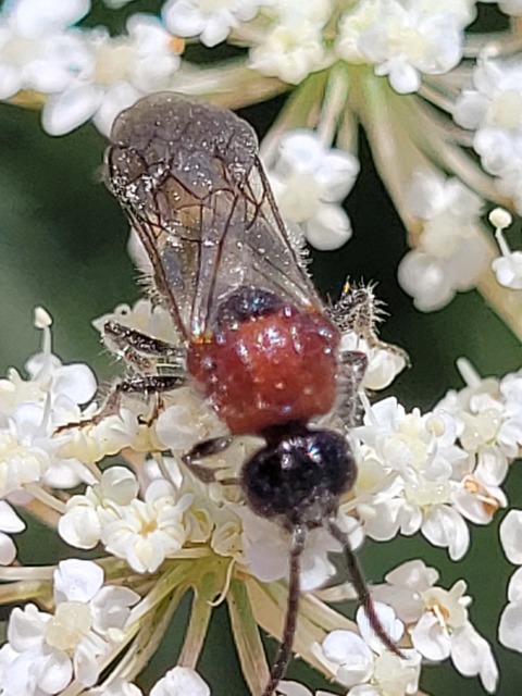 Mutillidae - hangyadarazsak