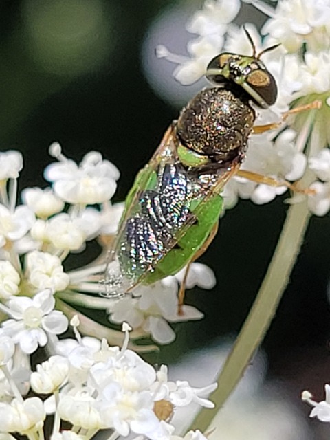 Odontomyia angulata - háromszöges zömöklégy