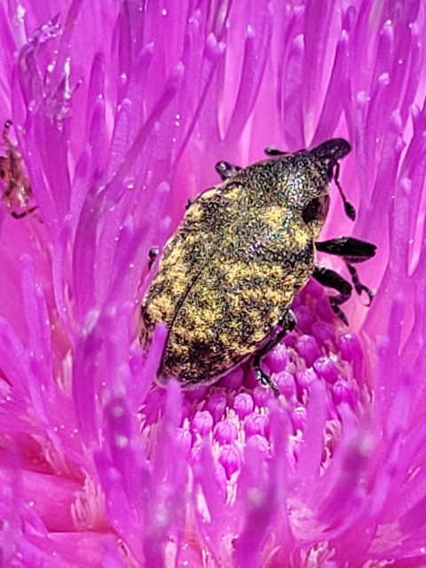Larinus turbinatus - kúposorrú púderbarkó
