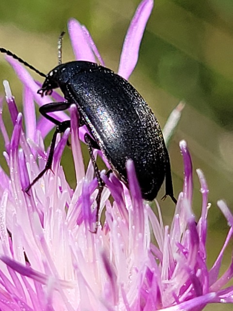 Podonta nigrita - szerecsenbogár