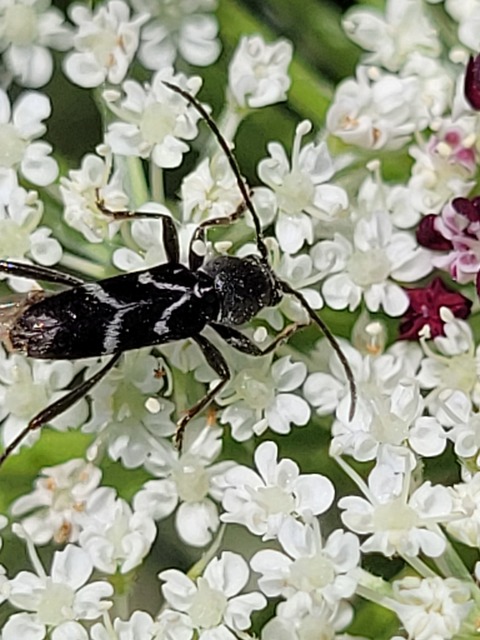 Chlorophorus sartor - feketevállú darázscincér