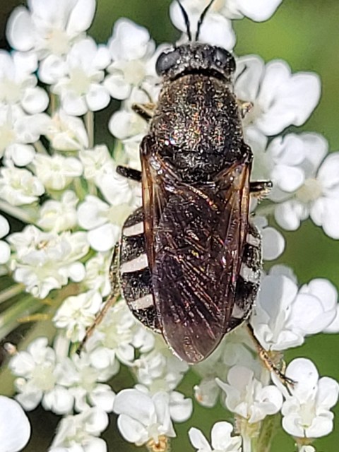 Lasiopa