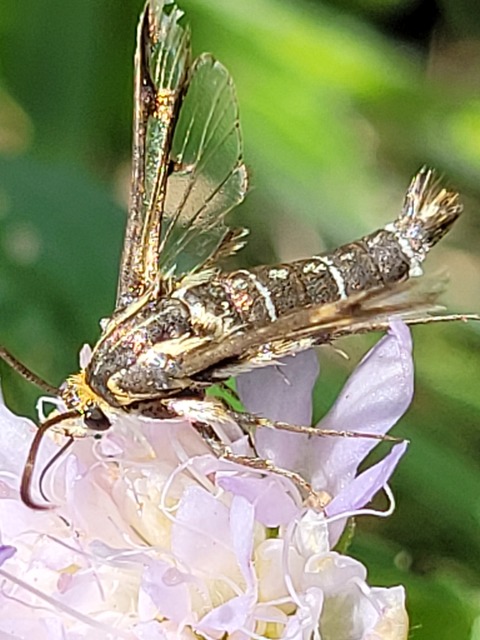 Sesiidae - szitkárfélék