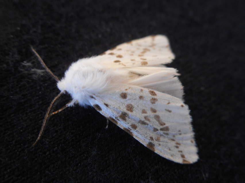 Hyphantria cunea - amerikai fehér medvelepke