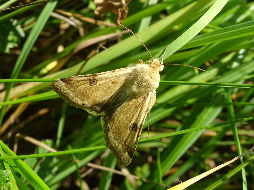 Heliothis peltigera - nagy veteménybagoly