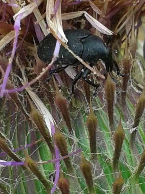 Larinus turbinatus - kúposorrú púderbarkó