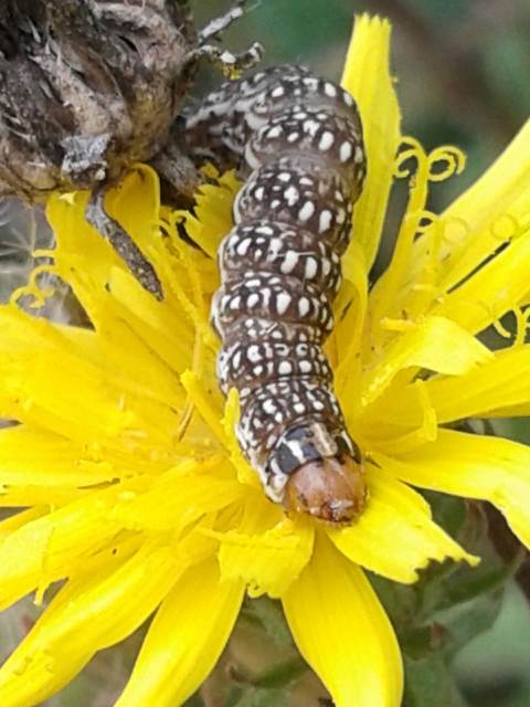 Schinia cardui - keserűgyökér-nappalibagoly