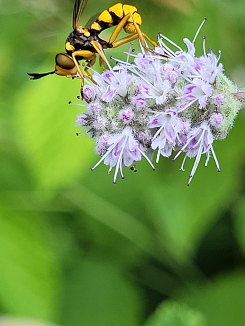 Conops silaceus