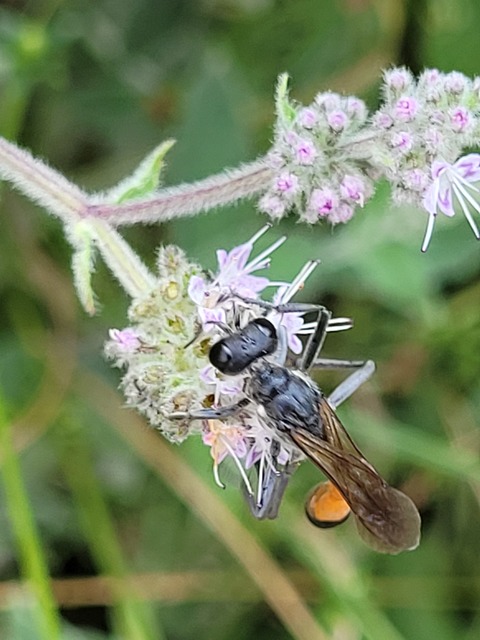 Ammophila