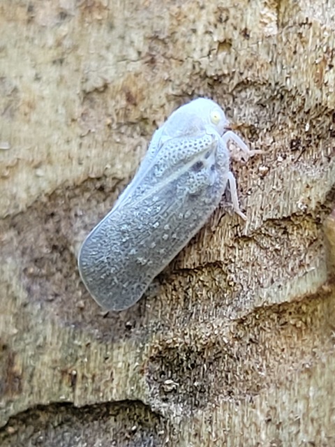 Metcalfa pruinosa - amerikai lepkekabóca
