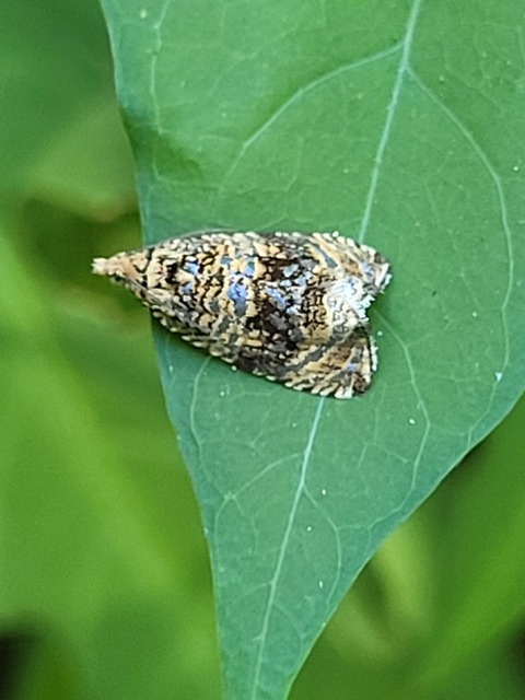 Celypha lacunana - vízparti tükrösmoly