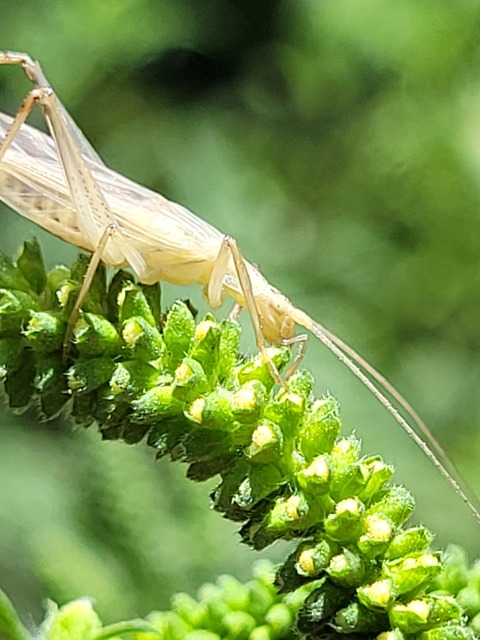 Oecanthus pellucens - pirregőtücsök