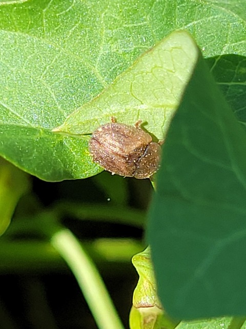 Hypocassida