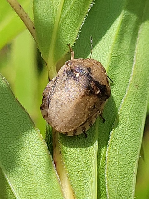 Eurygaster
