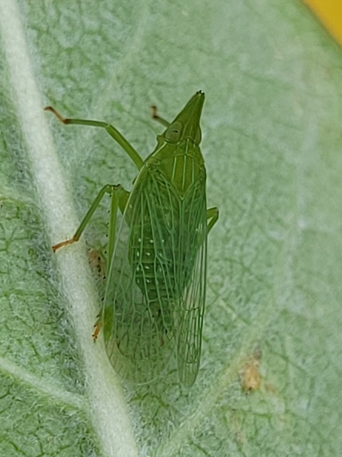 Dictyophara europaea