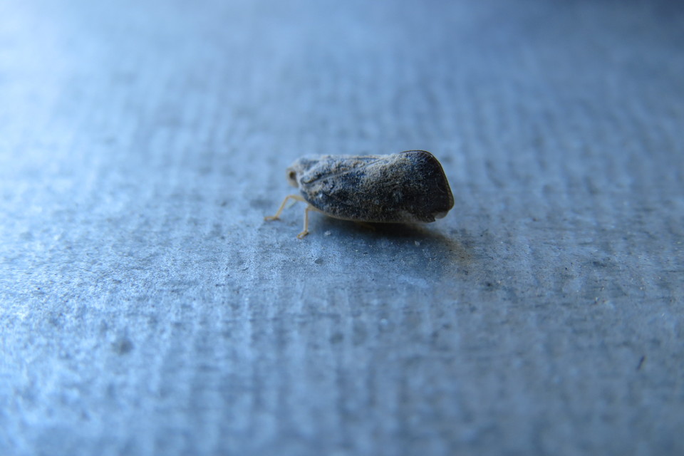 Metcalfa pruinosa - amerikai lepkekabóca