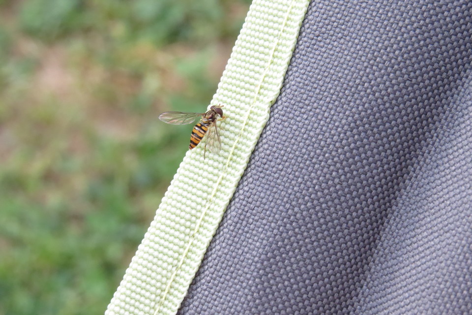 Episyrphus balteatus - ékfoltos zengőlégy