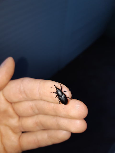 Sphenophorus