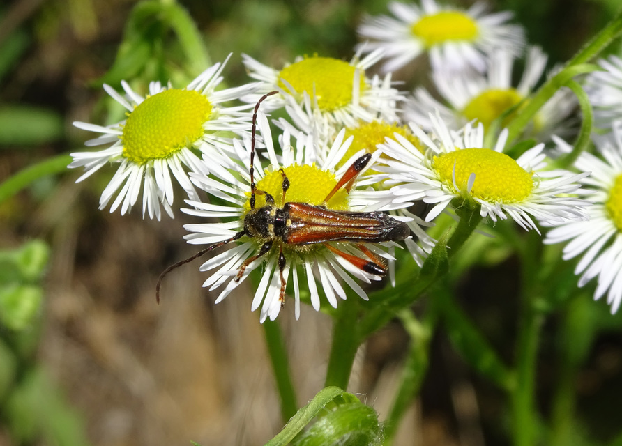 Stenopterus rufus - tarkacsápú keskenyfedőscincér