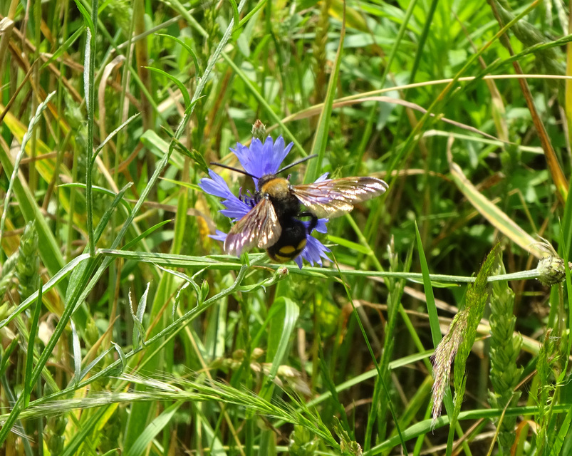 Megascolia maculata - óriás-tőrösdarázs