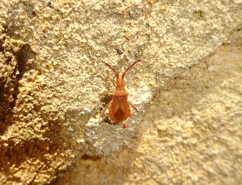 Coriomeris