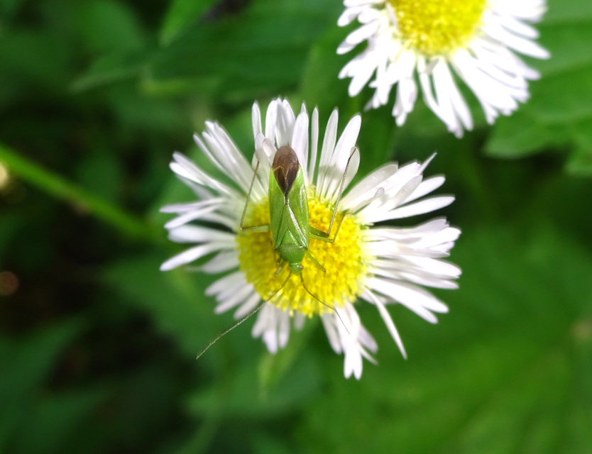 Calocoris affinis