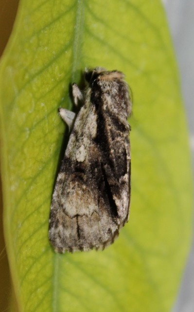 Acronicta alni - éger-szigonyosbagoly