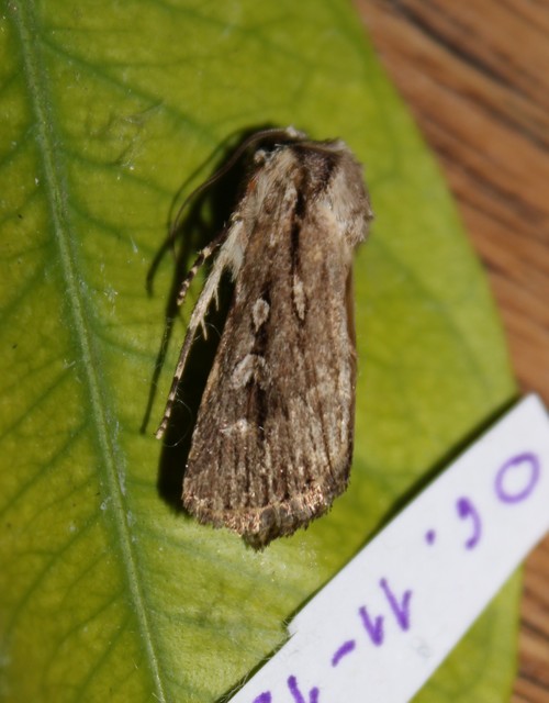 Dichagyris signifera - pompás földibagoly