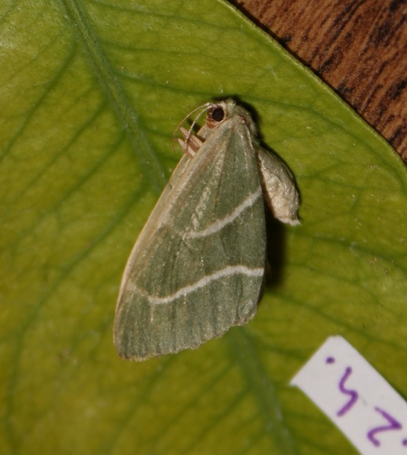 Hylaea fasciaria - erdeifenyő-sávosaraszoló
