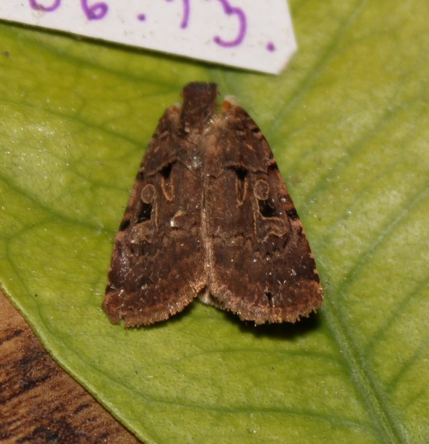 Chersotis rectangula - barna földibagoly