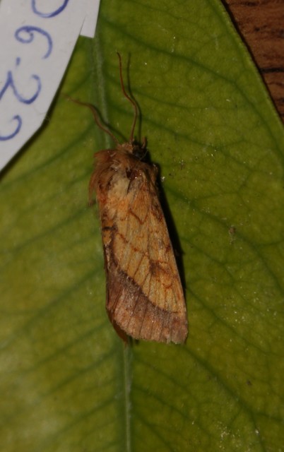 Pyrrhia umbra - iglicebagoly