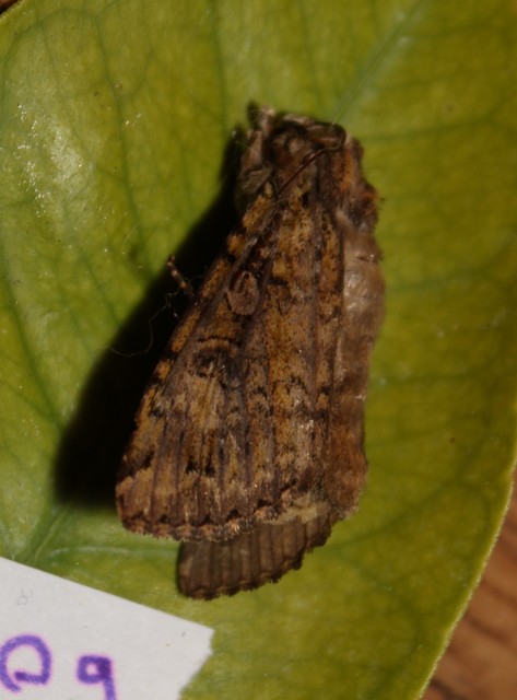 Anaplectoides prasina - zöld hegyibagoly