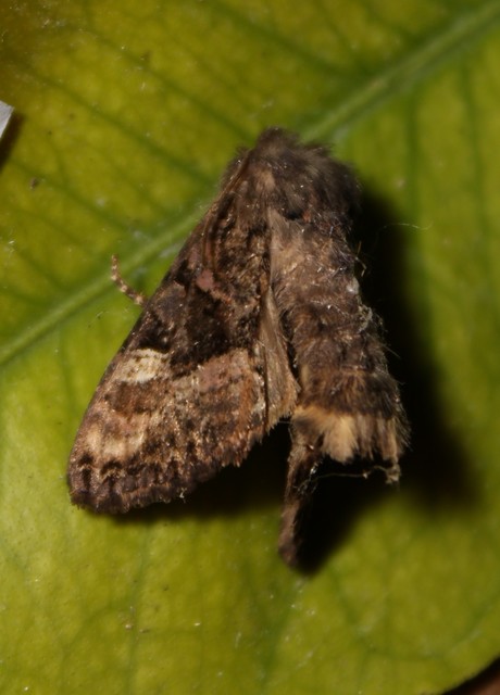 Euplexia lucipara - szeder-csipkésbagoly