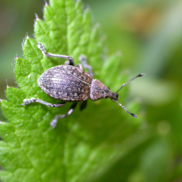Liophloeus