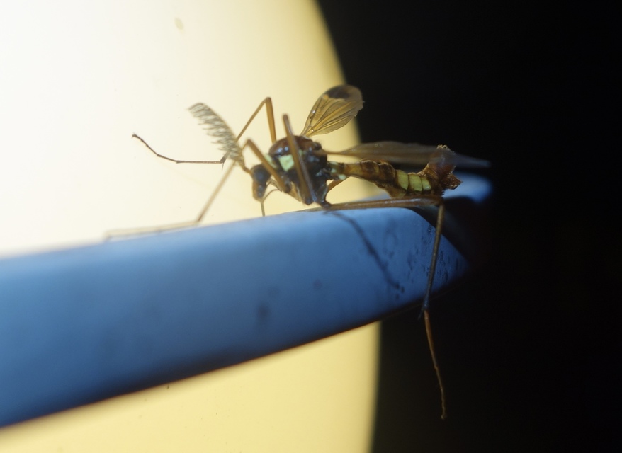 Ctenophora ornata - sárga fésűsszúnyog