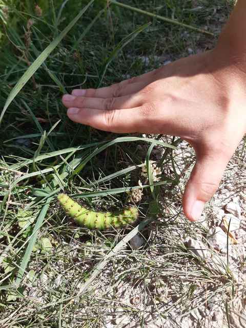 Saturnia pavoniella/pavonia