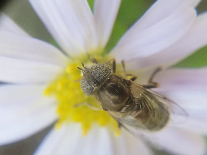 Eristalinus
