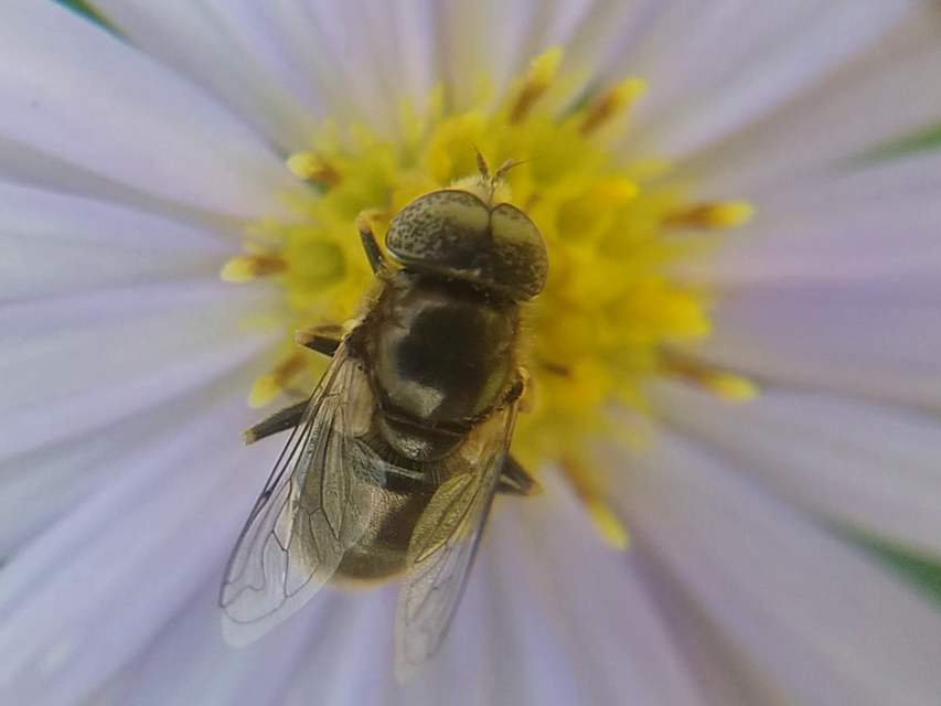 Eristalinus aeneus - bronzos foltosszeműlégy