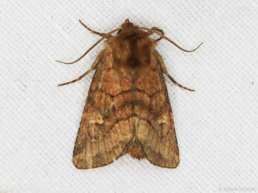 Eriopygodes imbecilla - butabagoly
