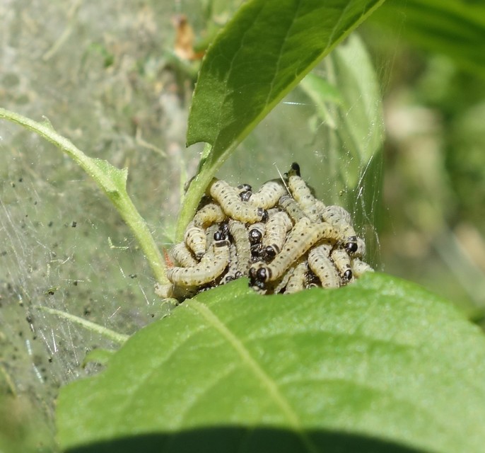 Yponomeuta cagnagella - pókhálós kecskerágómoly