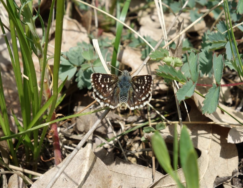 Spialia orbifer - törpe busalepke