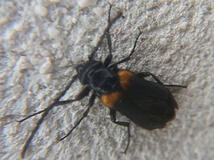 Sitaris muralis - pirosvállú méhbogár