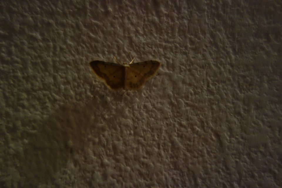 Idaea politaria - vonalas apróaraszoló