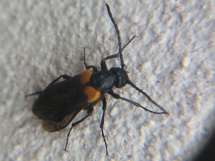 Sitaris muralis - pirosvállú méhbogár
