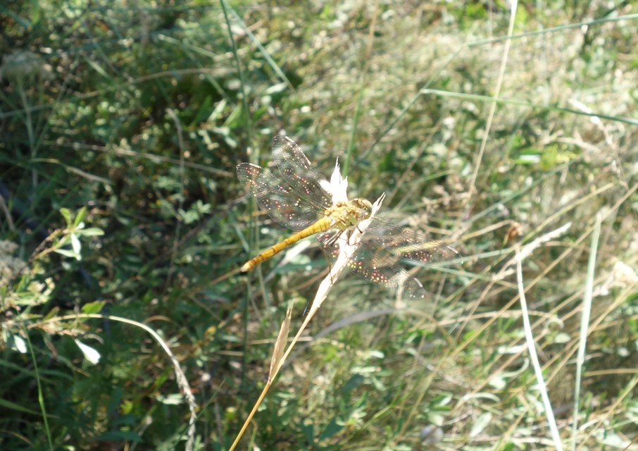 Sympetrum striolatum/vulgatum/meridionale